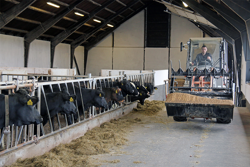 Køerne følger opmærksomt med, når en maskine med 40 heste ruller op ad fodergangen. 